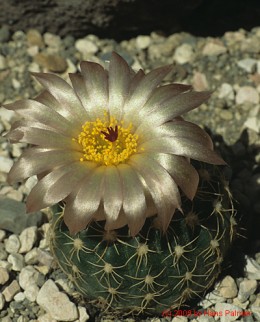 Notocactus cv. CHP94